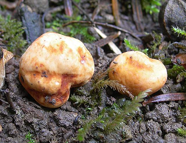 La  Flora  micologica  Alsaziana